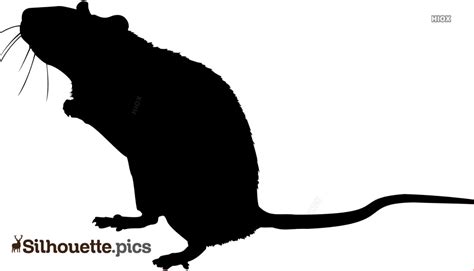 Rat Silhouette Images Pictures