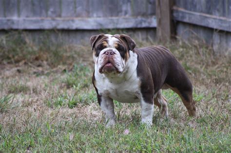 Chocolate Tri Bulldog Dude Proven Stud Cute Bulldog Puppies Cute