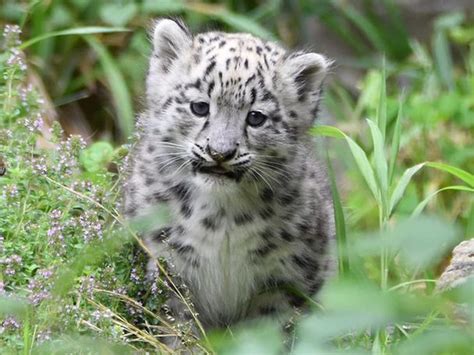 Newborn Snow Leopard Cubs Play As Mom Watches Over In Heartwarming Video