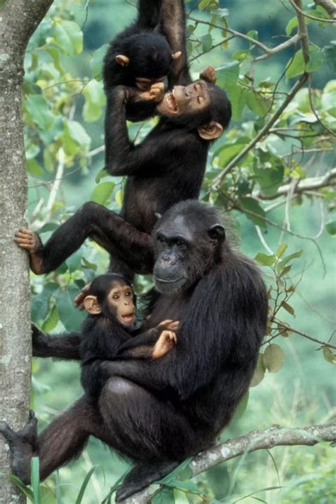 Young Male Chimpanzees Play Above M Canvas Wall Art Kristin Mosher