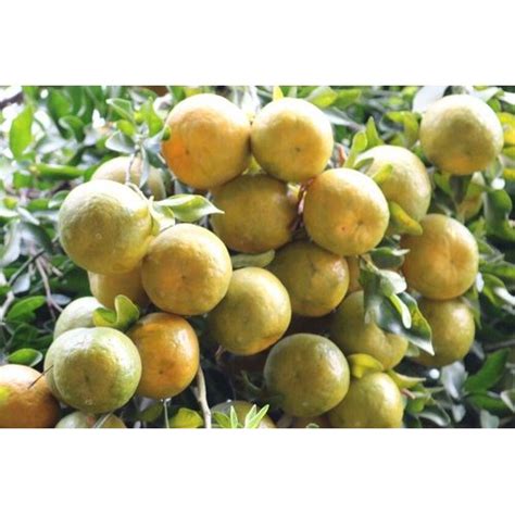 Maharashtra Natural Nagpur Orange At Rs 70000metric Ton In Nagpur Id