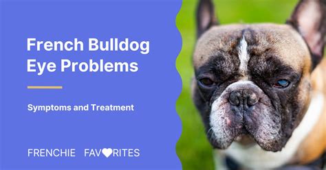 French Bulldog Eye Problems Symptoms And Treatment Frenchie Favorites