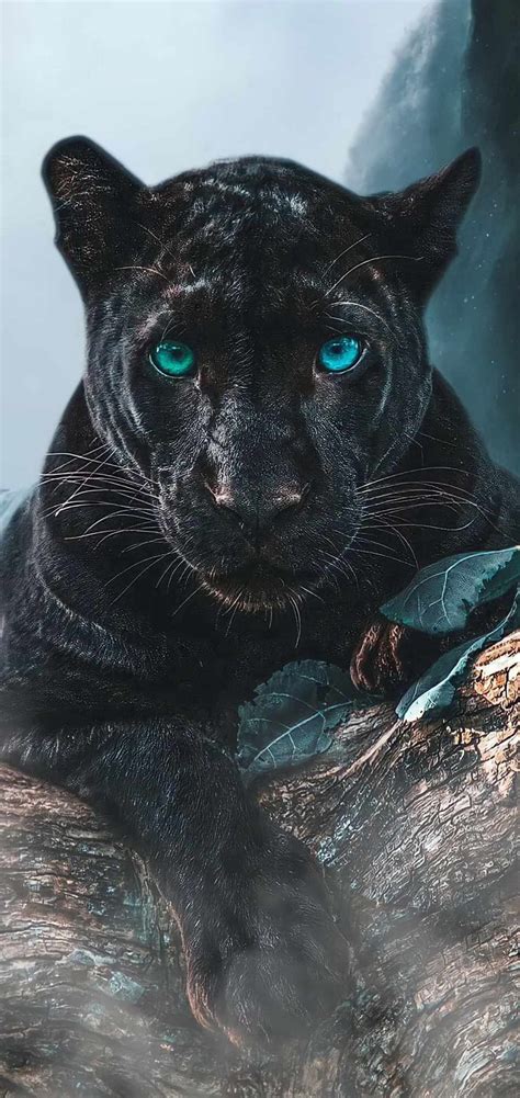 Black Panther Predator Iphone Wallpaper Iphone Wallpapers