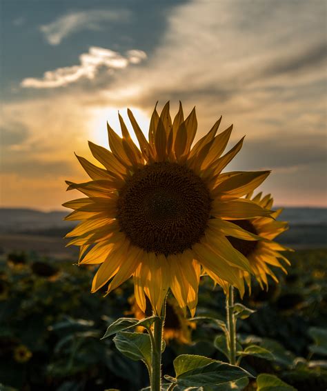 Sunflowers In The Sunset Wagrati