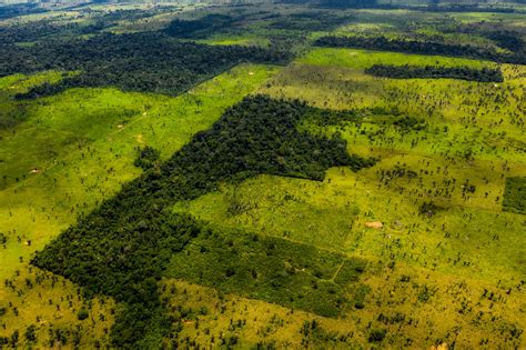Why Is The Amazon Rain Forest Disappearing Time