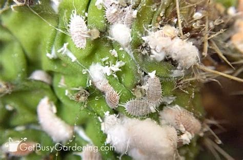 Mealybugs On Cactus