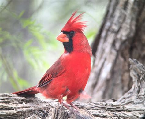 3 Things You Need To Know About Yellow Cardinals — The Birding Project
