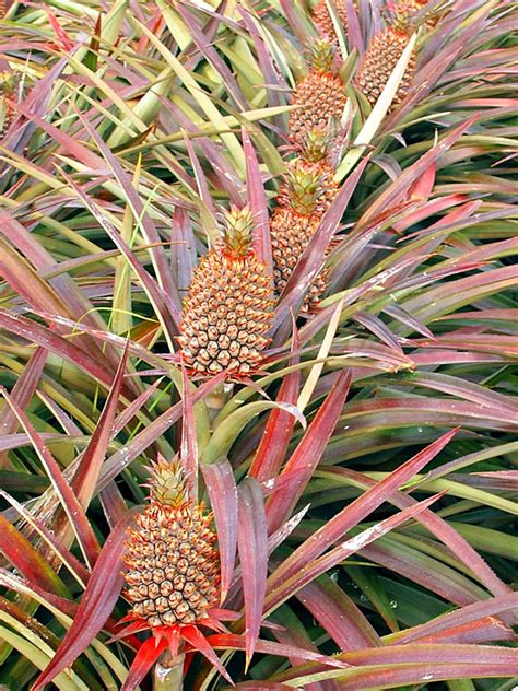 Water your pineapple plant with a spray and give them only about 1 inch of water per week keep the soil moist but not soggy. Florida Special Pineapple Plant (ananas cosomus) - Urban ...