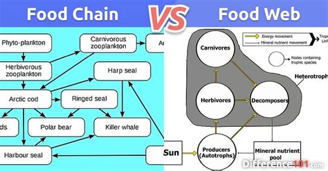 Food Chain Vs Food Web Top 8 Differences And Examples ~ Difference 101
