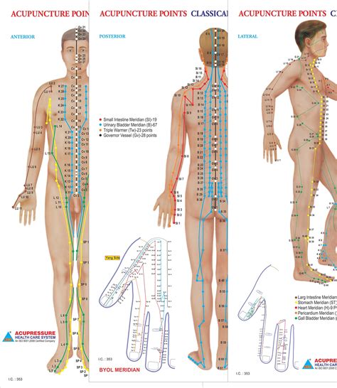 Stretching Anatomy Chart Poster Laminated Ubicaciondepersonas Cdmx Gob