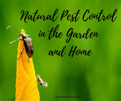 Using Natural Pest Control Is A Safer And More Reliable Method Of
