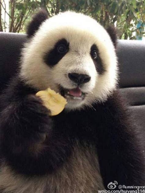 Im Just Sitting Here Eating Apple 🍎 Slices Baby Panda Bears Panda