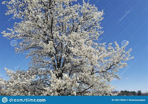 White Flowering Crabapple Tree Against A Blue Sky Stock Photo Image