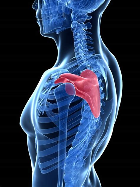 Your rib cage plays three important roles within your musculoskeletal system:: The Scapula: How It Can Make or Break You | Breaking Muscle