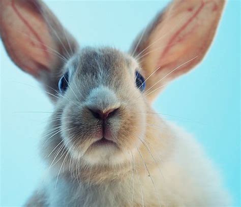 Check out the best videos, photos, gifs and playlists from amateur model sweet bunny. 418 best images about Real bunnies on Pinterest | Dutch rabbit, Buns and Bunnies