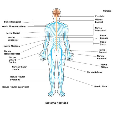 Significado De Sistema Nervioso Qué Es Concepto Y Definición
