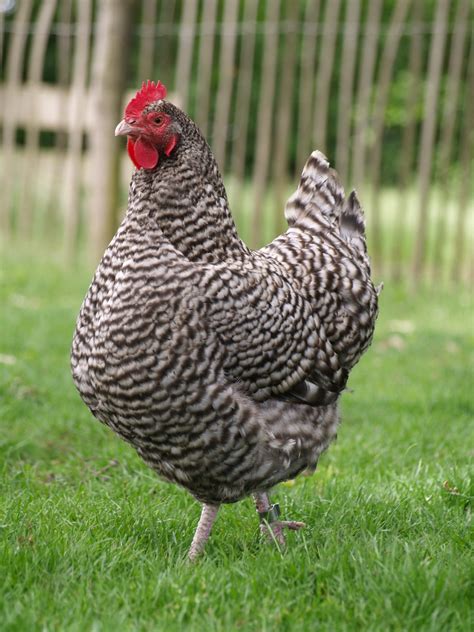 Free Images Outdoor Bird Wing Pet Beak Chicken Fowl Fauna