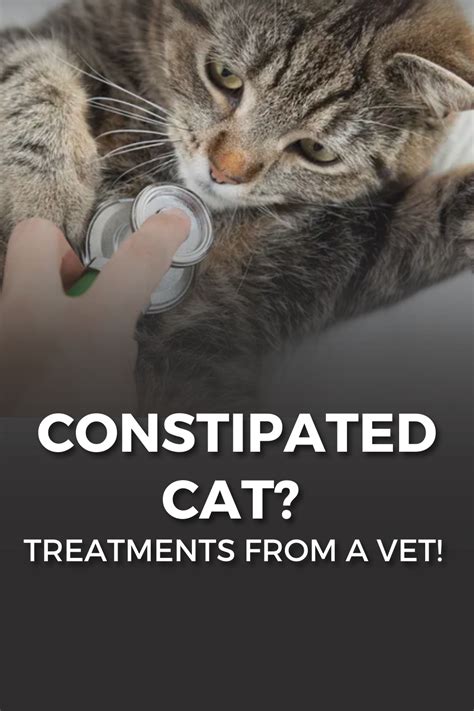 How To Help Your Cat Poop Cat Poop Pet Care Cats Cat Problems