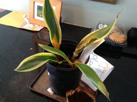 How to tell if your plants are overwatered. Snake Plant - Over Watered, Under Watered, or What?