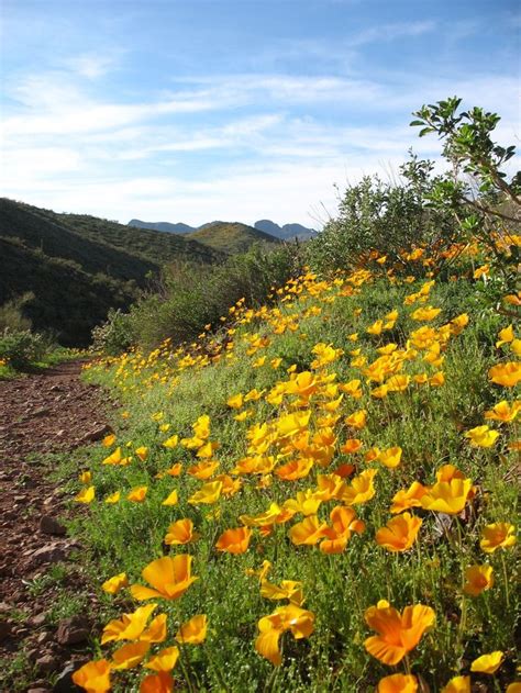 96 Best Arizona Desert Blooms Images On Pinterest