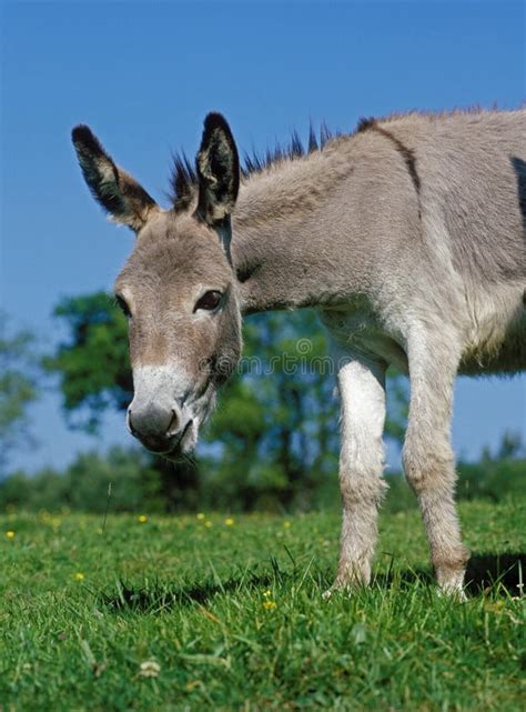 French Grey Donkey Adult Standing On Grass Stock Image Image Of Farm