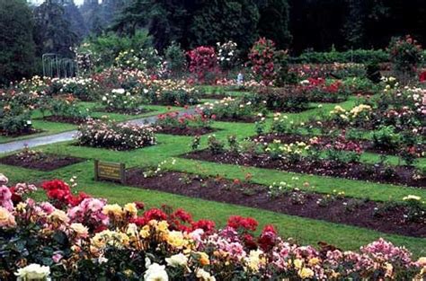 Maybe you would like to learn more about one of these? Portland Kids: Explore International Rose Test Garden ...
