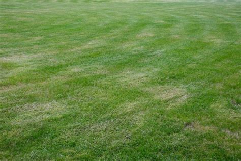 How To Overseed Your Lawn — 6 Steps With Tips That Work