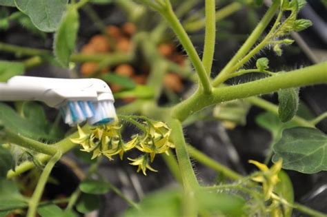 an interesting way to hand pollinate g an electric toothbrush from getforked ca plants