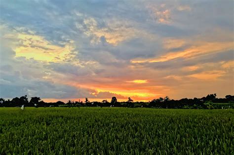 Sawah Sunset Ricefield Sunset Iphoneography Celestial Sunset