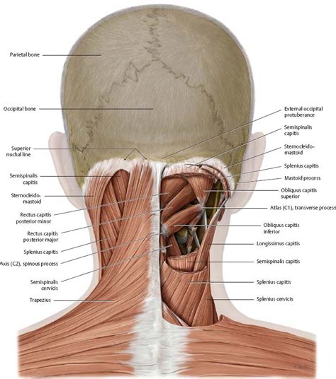 Back Of Neck Region Anatomy Muscles Of The Head And Neck Anatomy 7168