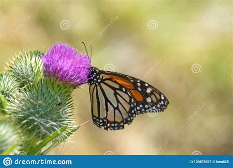 Monarch Butterfly On A Thistle Stock Image Image Of Insect America