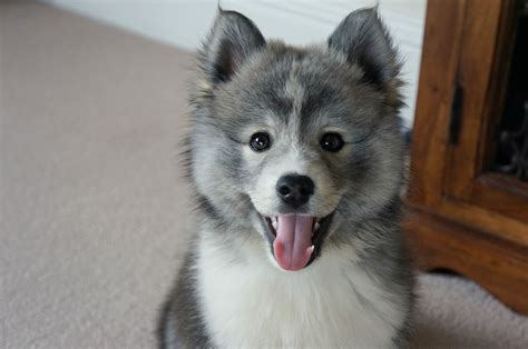 Zobacz wybrane przez nas produkty dla hasła „pomsky puppies: Oreo 10 weeks old best pomsky ever | Pomsky dog, Pomsky ...