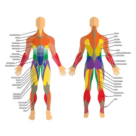 Muscles In The Body Front And Back Female Muscle Diagram Woman