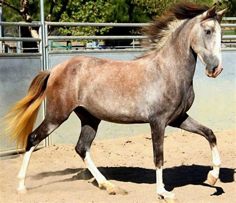 Amazing Rose Grey Horse What To Discover Horse Is Love