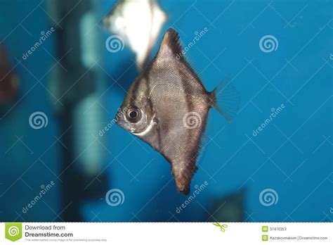 African Moony Monodactylus Sebae Saltwater Aquarium Fish