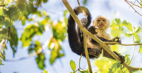 Wild Personalities White Faced Capuchin Monkey Lindblad Expeditions