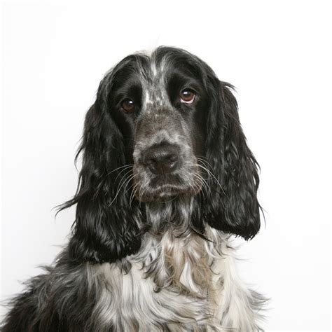 Arabic german english spanish french hebrew italian japanese dutch polish portuguese romanian russian turkish chinese. Cocker Spaniel - Spirit Animal Totems and Messages