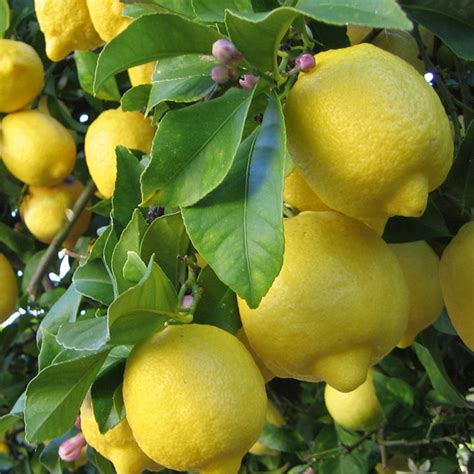 Citrus Tree - Lemon Eureka