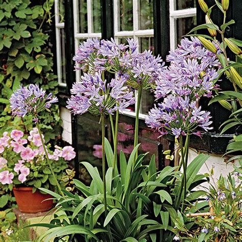 Check spelling or type a new query. The 25+ best Florida plants ideas on Pinterest | Florida ...