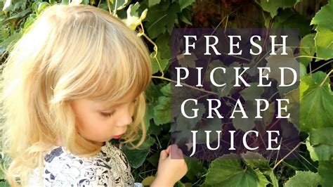 Toddler Makes Juice With Fresh Picked Homegrown Grapes Youtube