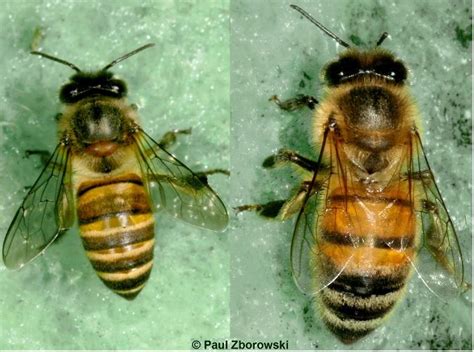 Identifying Asian Honey Bees