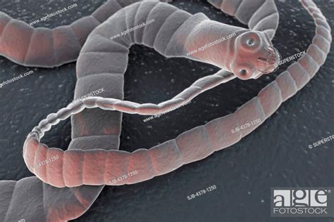 A Cestode A Parasitic Tapeworm Stock Photo Picture And Rights