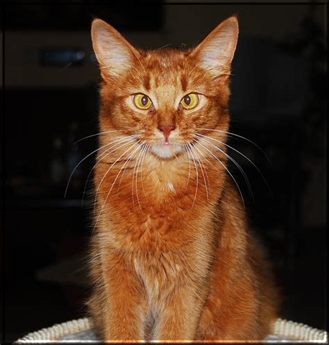 Dank ihres liebenswerten charakters und des weichen fells hat das tier viele fans. Bildergalerie der Somali-Katze "Kalahari-Sun's Ivanka ...