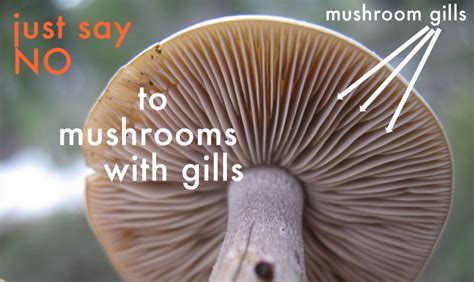 3 Edible Mushrooms That Are Easy To Find And How To Avoid The