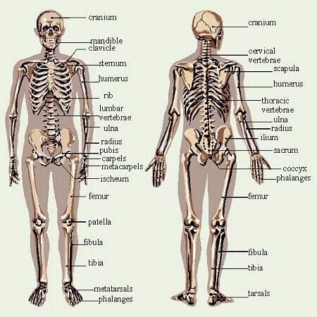Bones are also important for protecting vital organs such as the brain. Biology-Locomotor and Circulatory system - Home