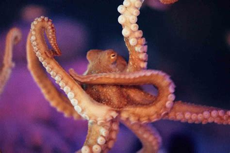 The Octopus Is The Creepiest Creature In Deep Of Water