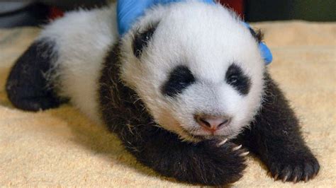 National Zoos Giant Panda Cub Takes Field Trips With Mom Mei Xiang