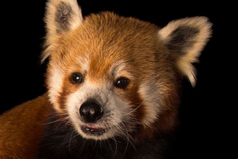 Hình ảnh động Vật đáng Yêu Màu Nâu Brown Cute Animals Trên Thế Giới