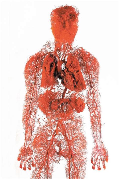 The repair of the nerves and vessels (artery and vein) of the amputated part is essential for survival and function of the replanted part of the body. Model of the blood vessels in the human body. : pics