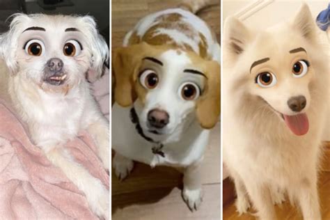 She later edited the post to tell everyone that the filter is called 'cartoon face' on the app. New Snapchat Filter Lets You Turn Your Dog Into A Disney ...